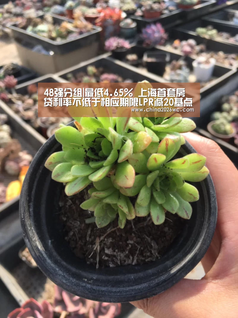 48强分组|最低4.65% 上海首套房贷利率不低于相应期限LPR减20基点(图2) 48强分组